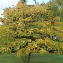 Tetradium danielii automne